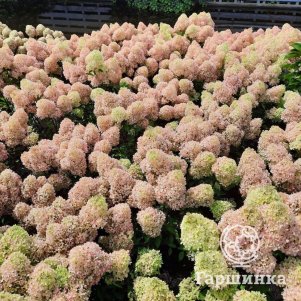 

Живая изгородь: Гортензия Петит Флори 10шт