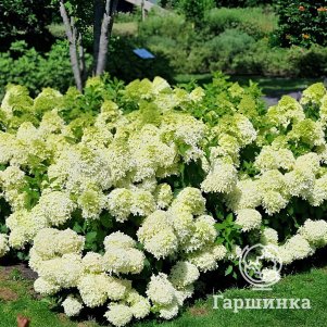 

Живая изгородь: Гортензия Скайфолл 10шт