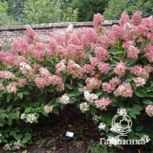 

Живая изгородь: Гортензия Фантом 10шт