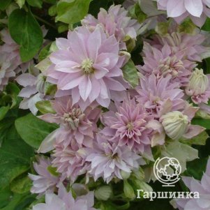 Клематис Дансинг Квин мелкоцветковый (2)