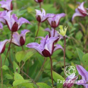 

Клематис Принц Вильям (3)