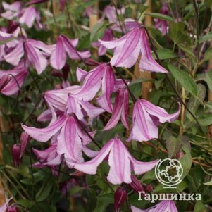 

Клематис Пинк Делайт колокольчатый (3)