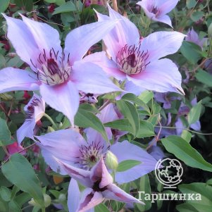 

Клематис Прауд Мари (3)