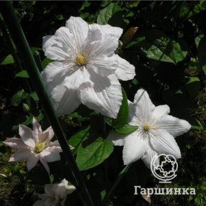 

Клематис Чайка крупноцветковый (2)