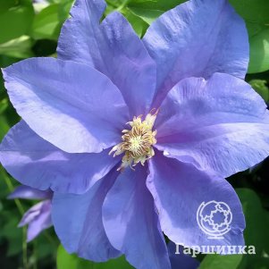 

Клематис Бал цветов крупноцветковый (2)