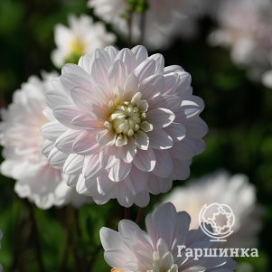 

Георгина Сильвер Эрз декоративная