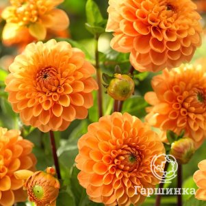 

Георгина Сильвия помпонная