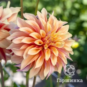 

Георгина Тирел декоративная