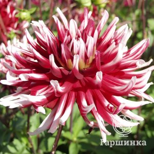 

Георгина Фриколе кактусовидная