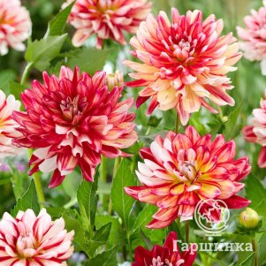 

Георгина Шорт-Трек декоративная