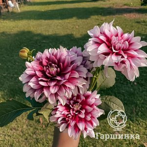 

Георгина Ярра Фоллс декоративная