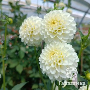 

Георгина Вайт Астер шаровидная помпонная