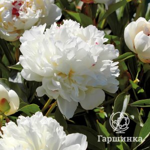 

Пион Фестива Максима, Питомник Юлии Олейник