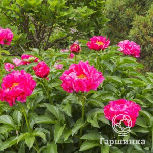 

Пион Паула Фей, Питомник Юлии Олейник