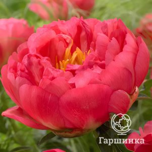 

Пион Корал Сансет, Питомник Юлии Олейник