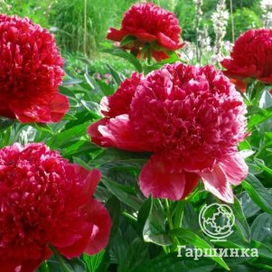 

Пион Ред Шарм, Питомник Юлии Олейник