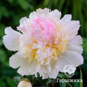 

Пион Топ Брасс, Питомник Юлии Олейник