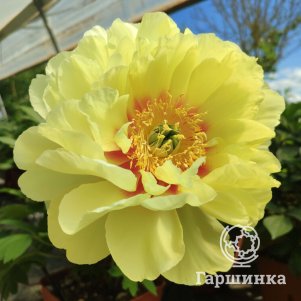 

Пион Бартзелла (ИТО), Питомник Юлии Олейник