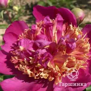 

Пион Том Экхард, Питомник Юлии Олейник