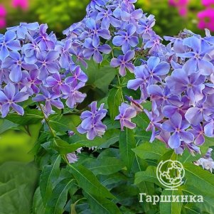 

Флокс Ихтиандр