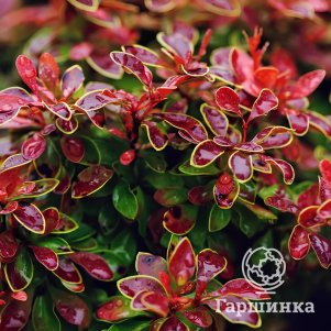 

Живая изгородь: Барбарис Тунберга Адмирейшн 10шт