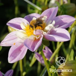 

Георгина Фамосо анемоновидная