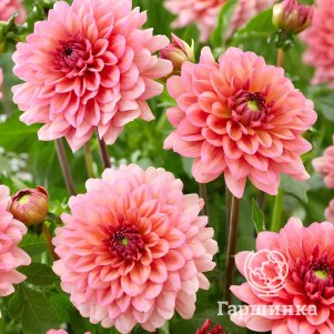 

Георгина Салмон декоративная