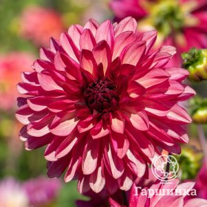 

Георгина Бакарди декоративная