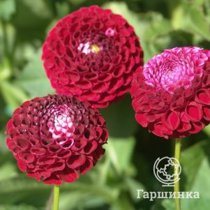 

Георгина Шик А Ди Юс помпонная