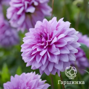 Георгина Блю Бой декоративная