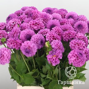 

Георгина Бойскаут шаровидная