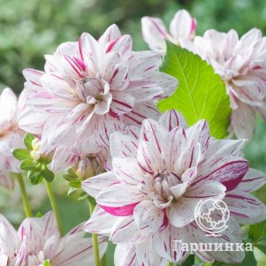 Георгина Брайт Даймонд декоративная