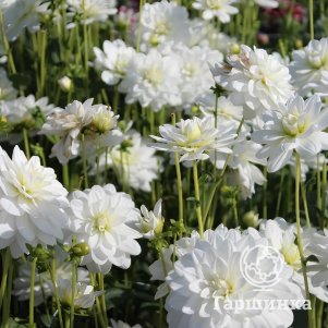 

Георгина Кантарино декоративная