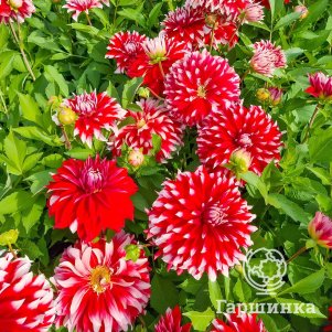 

Георгина Давос декоративная