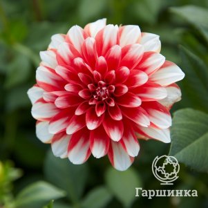 

Георгина Динамит декоративная