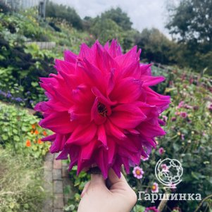 

Георгина Энгельхардс Матадор декоративная