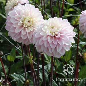 

Георгина Эспасио декоративная