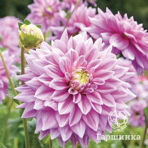 

Георгина Фернклифф Инспирейшн (МАКСИ) декоративная