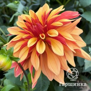 

Георгина Френч Кан Кан декоративная