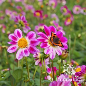 

Георгина Фрея Свитхарт анемоновидная