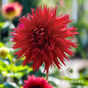 

Георгина Джексон бахромчатая