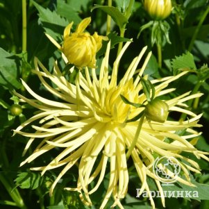 

Георгина Грусонс Еллоу Спайдер анемоновидная