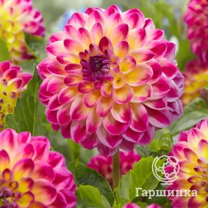 

Георгина Хапет Дейдрим шаровидная