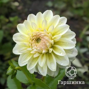 

Георгина Инносент Сайленс декоративная