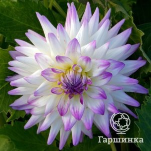 

Георгина Джура кактусовидная