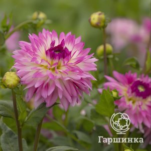 

Георгина Кордесса декоративная