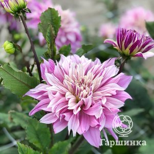 

Георгина Лабиринт Тутоун декоративная