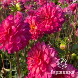 

Георгина Лое декоративная