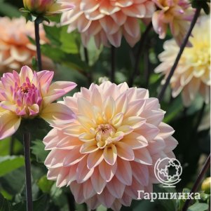 

Георгина Мондриан декоративная