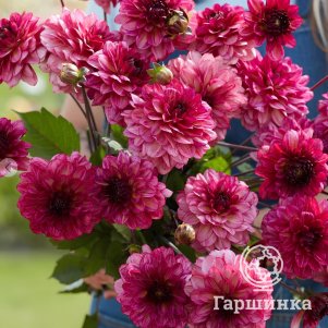 

Георгина Мучача декоративная